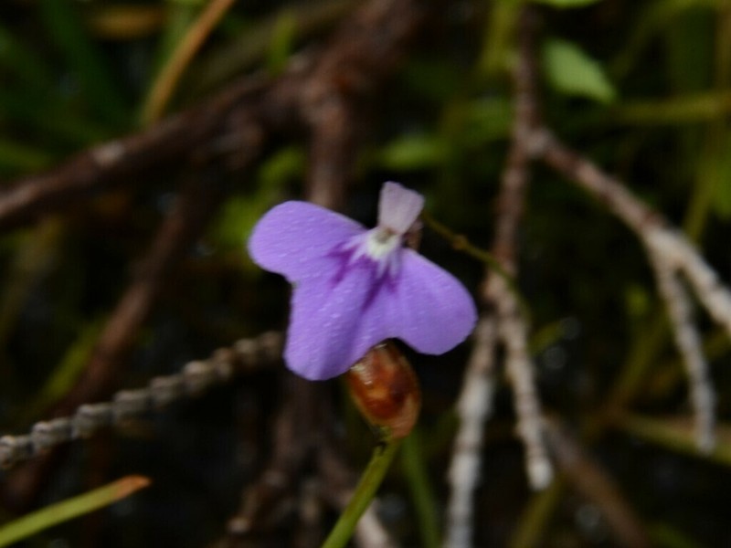Utricularia leptorhyncha photo 8