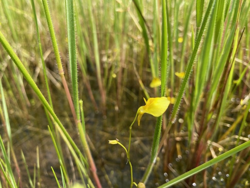Utricularia letestui
