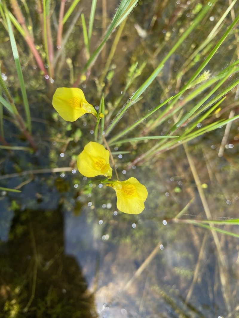 Utricularia letestui photo 2