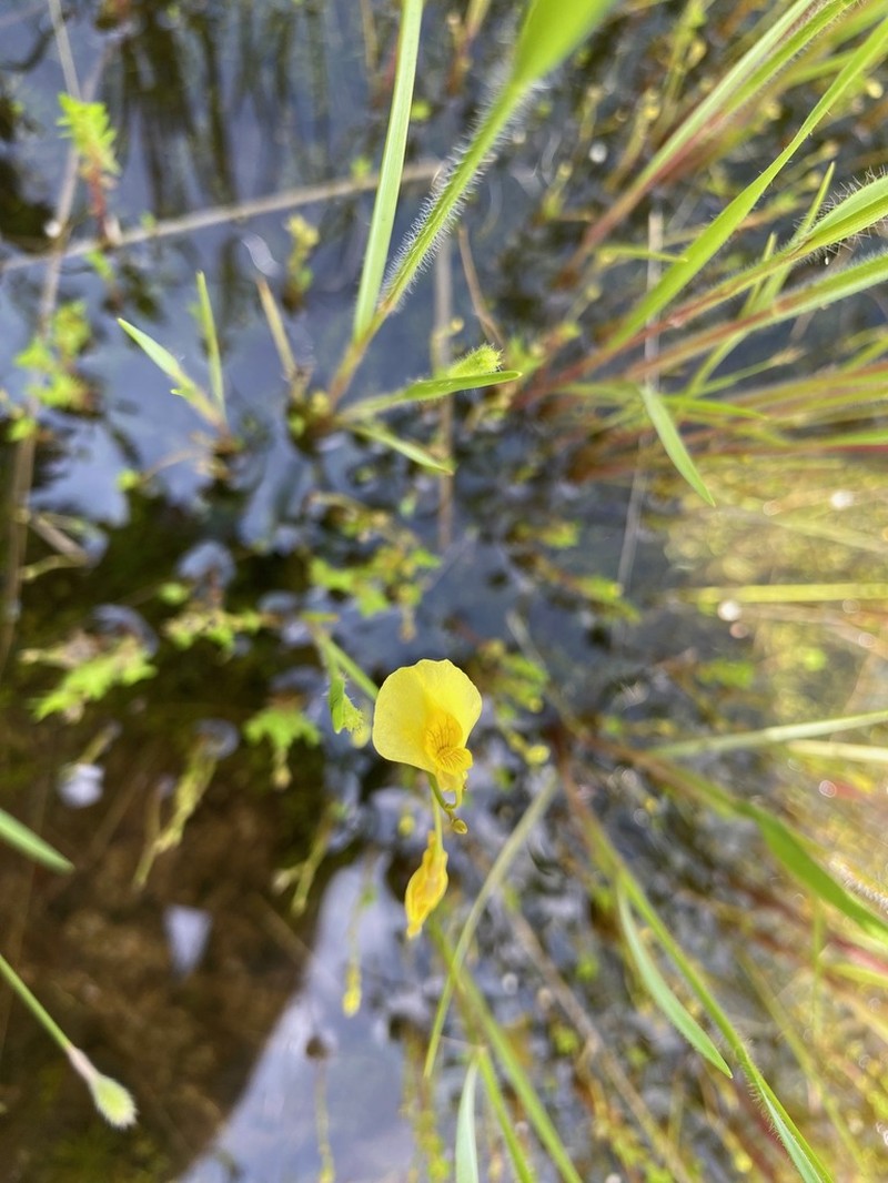 Utricularia letestui photo 3