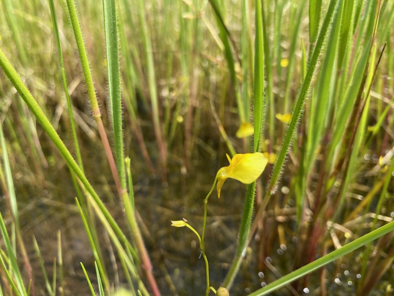 Utricularia letestui photo 6