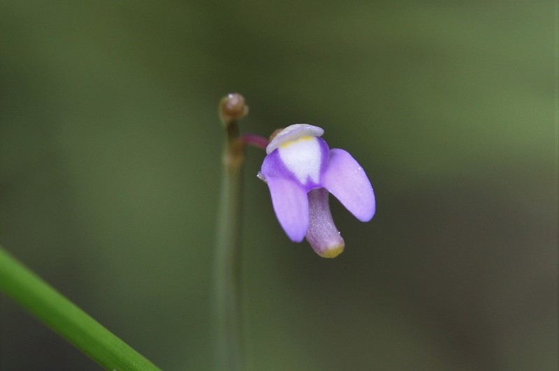 Utricularia limosa