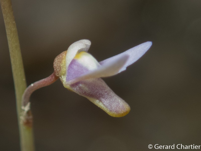 Utricularia limosa photo 2