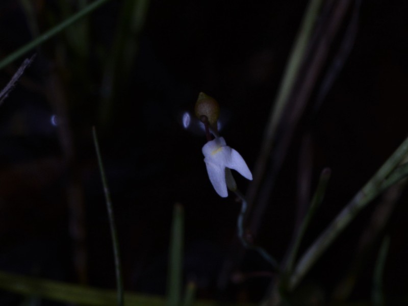 Utricularia limosa photo 3