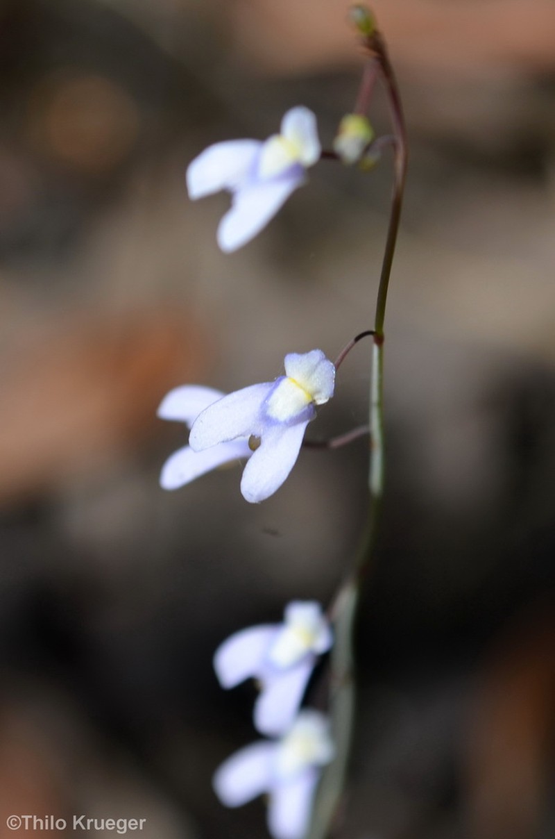 Utricularia limosa photo 4