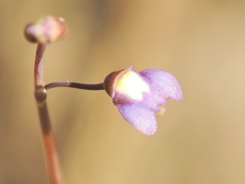 Utricularia limosa photo 5