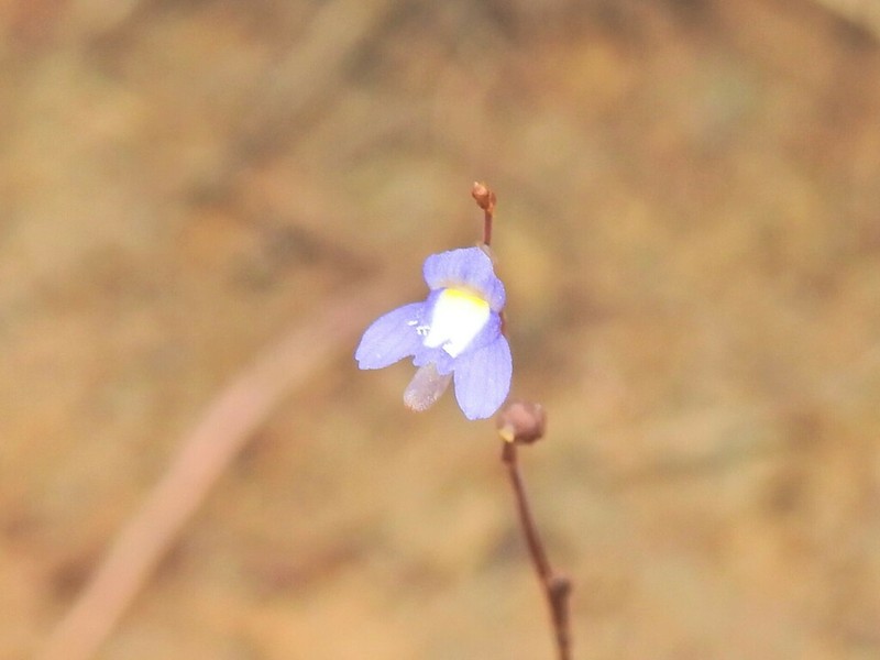 Utricularia limosa photo 6