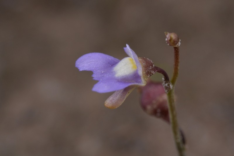 Utricularia limosa photo 7