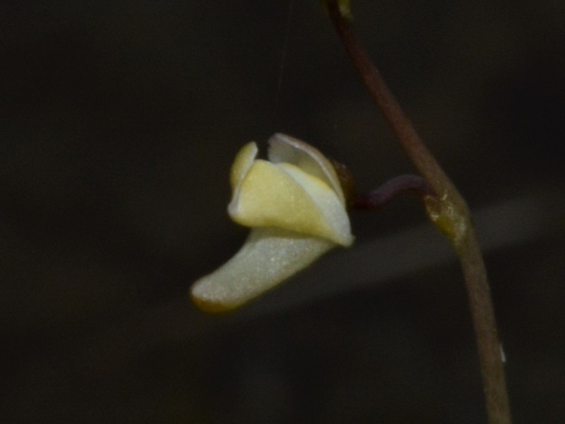 Utricularia limosa photo 8