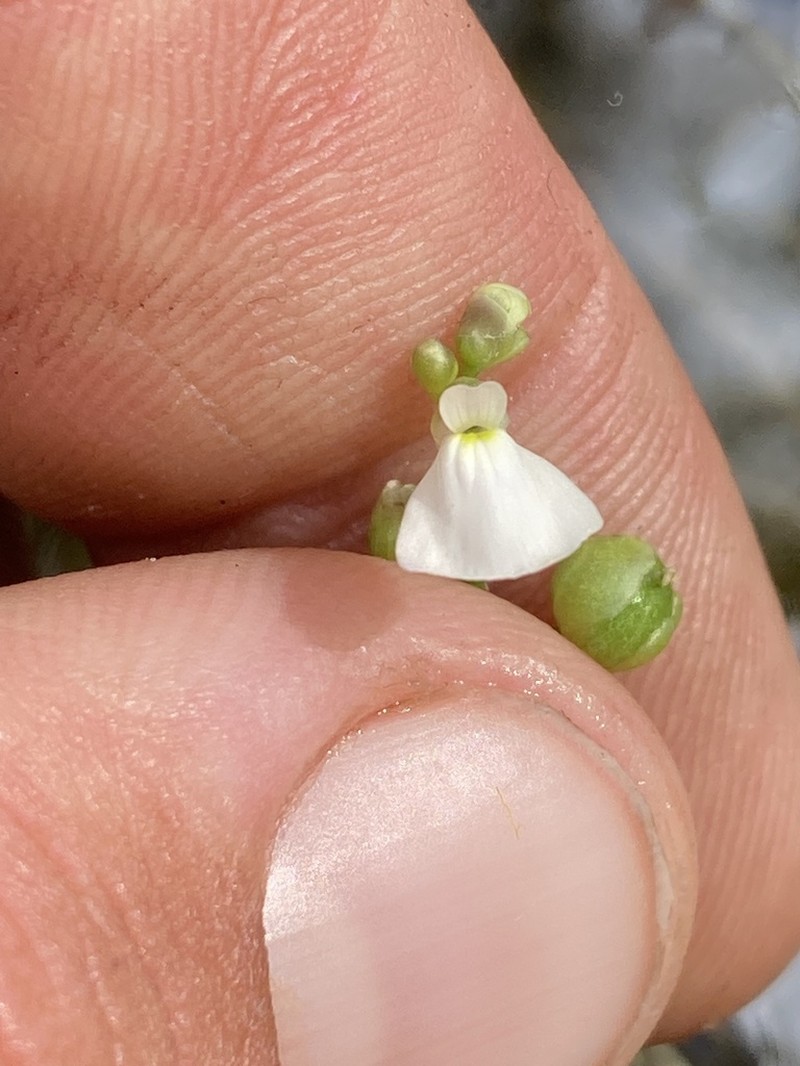 Utricularia linearis photo 2