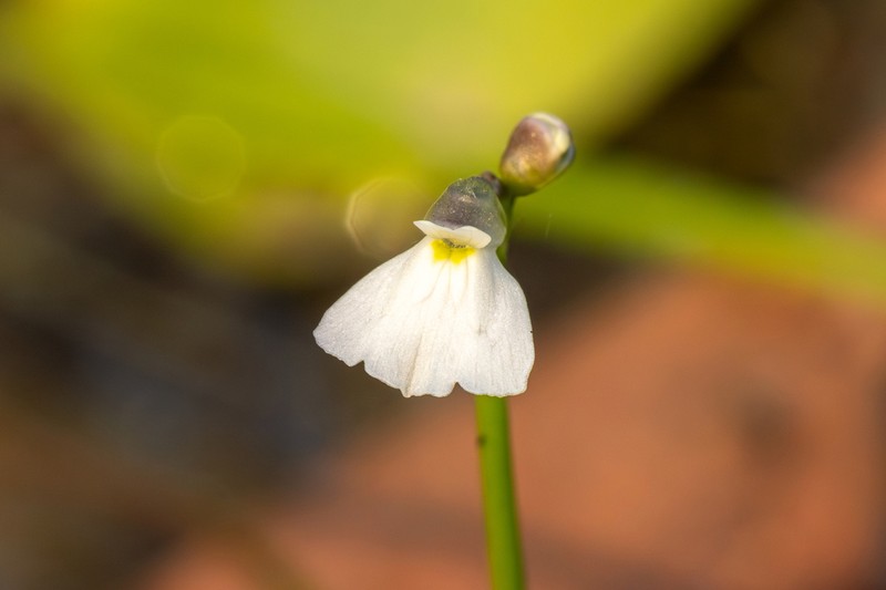Utricularia linearis photo 3