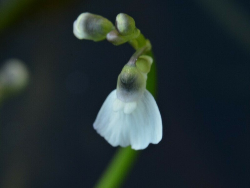 Utricularia linearis photo 4