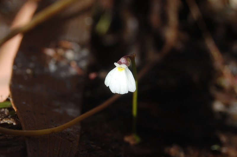 Utricularia linearis photo 5