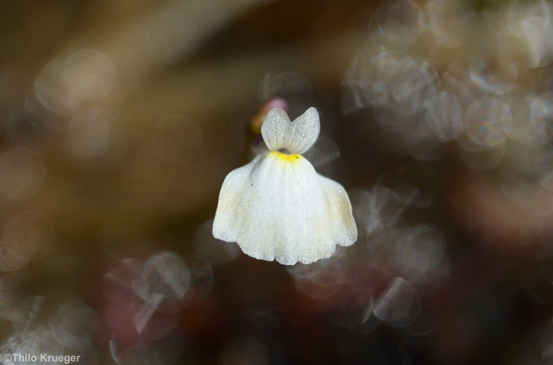 Utricularia linearis photo 6