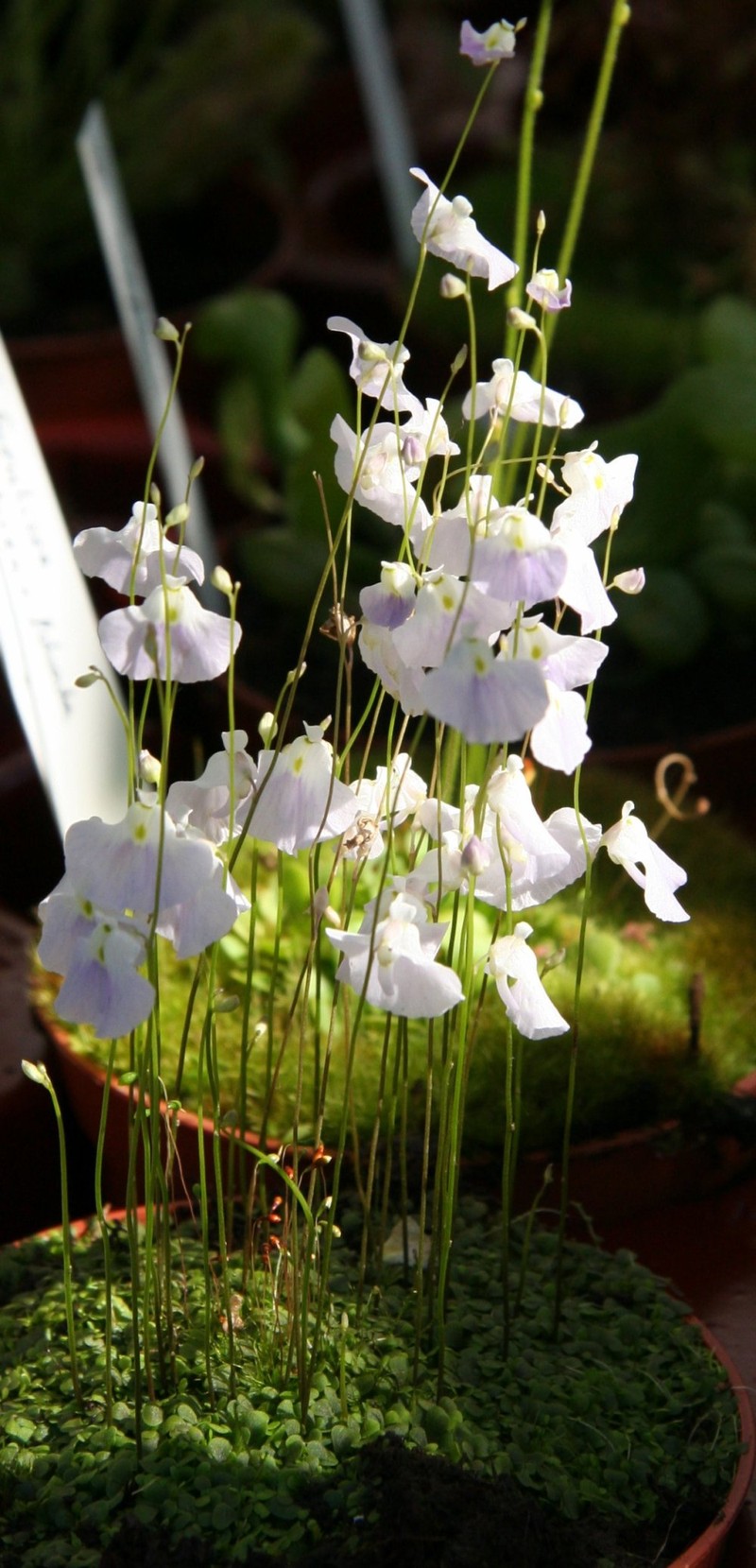Utricularia livida