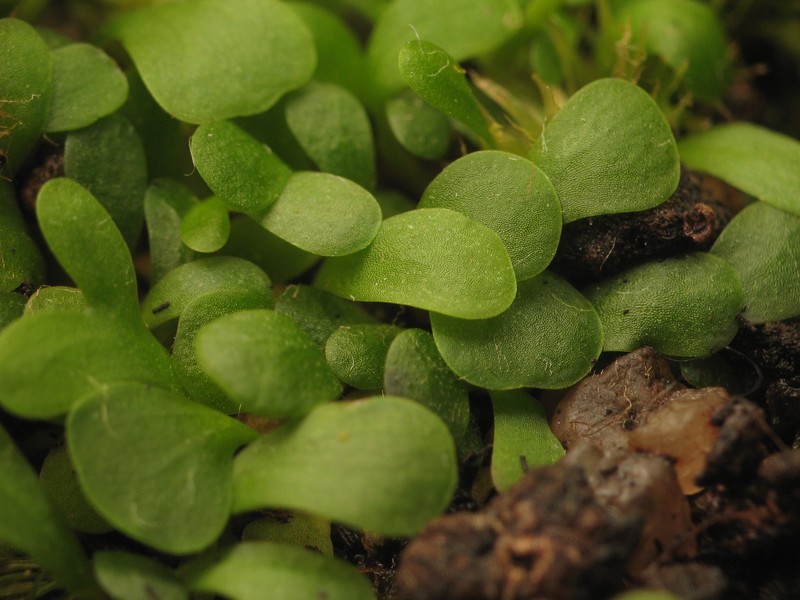 Utricularia livida photo 2