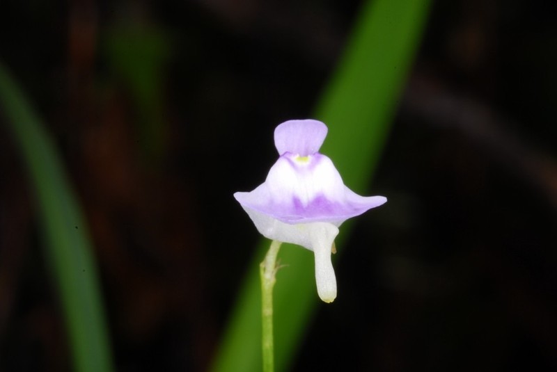 Utricularia livida photo 3