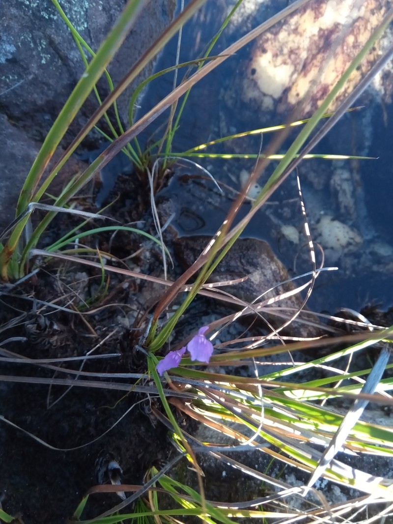 Utricularia livida photo 4