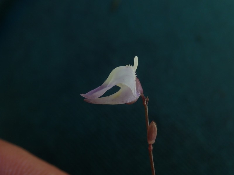 Utricularia livida photo 5
