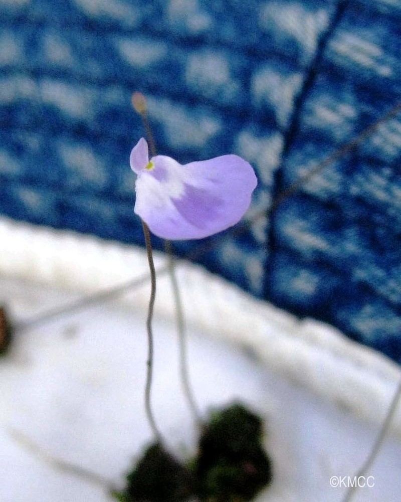 Utricularia livida photo 6