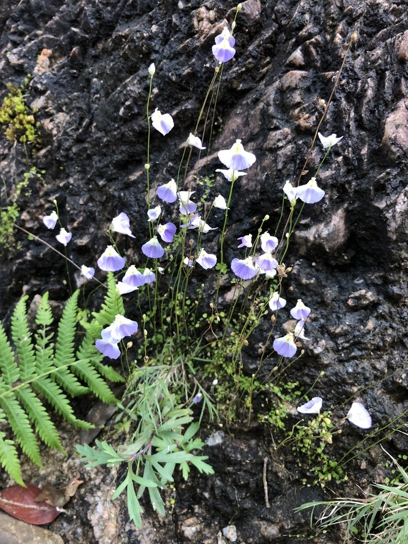 Utricularia livida photo 7