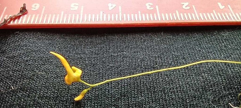 Utricularia lloydii
