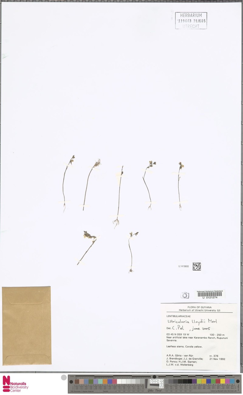 Utricularia lloydii photo 4