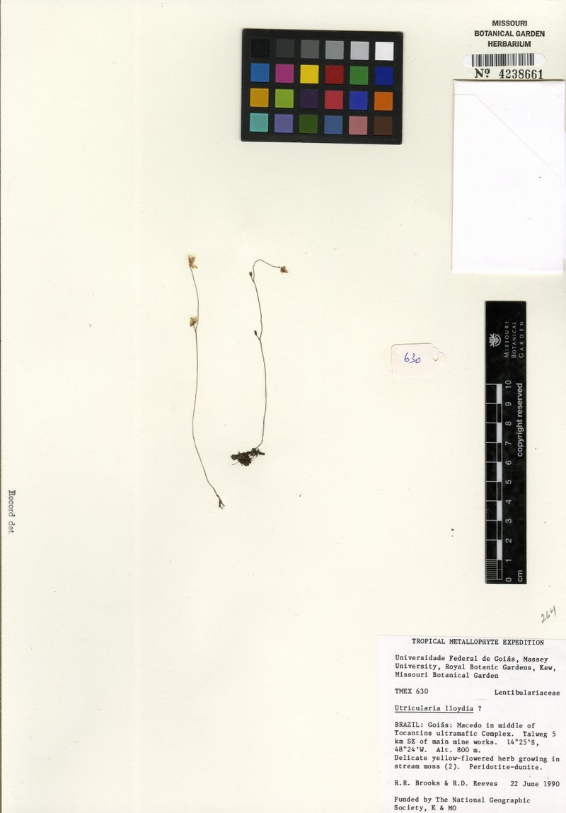 Utricularia lloydii photo 5