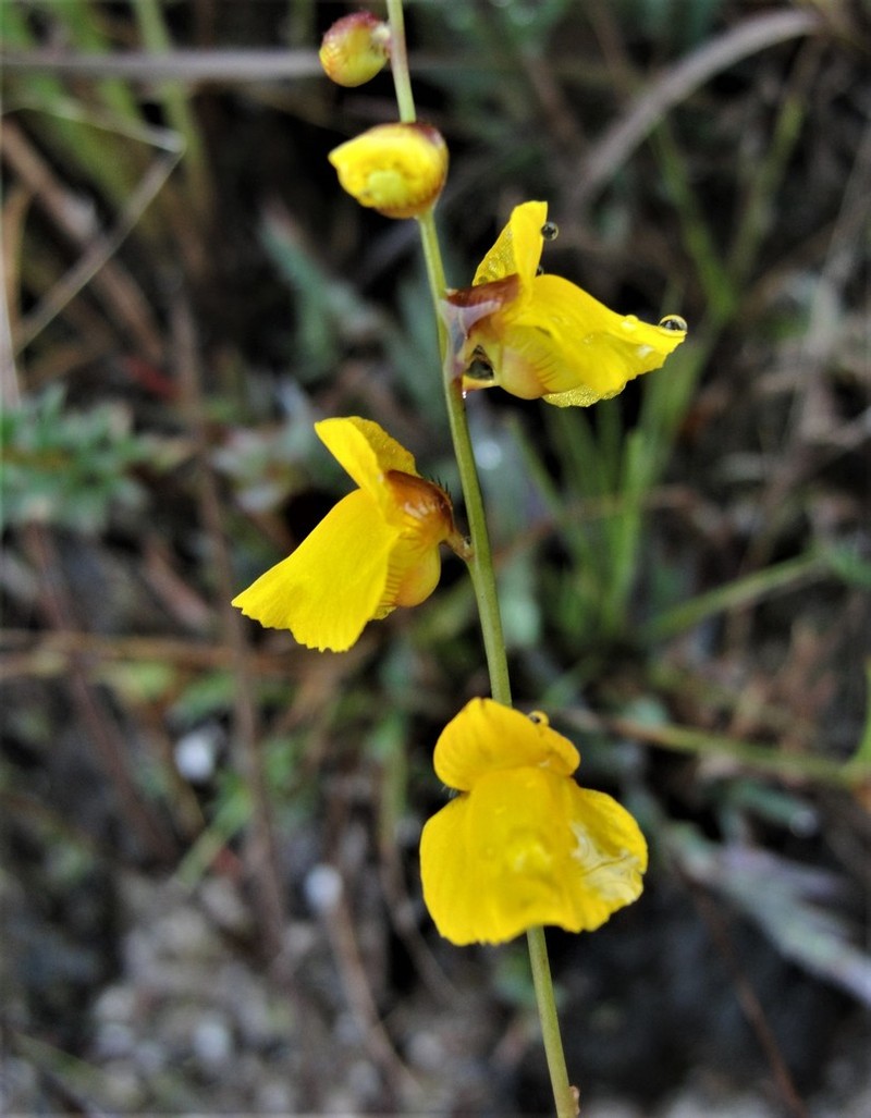 Utricularia longeciliata