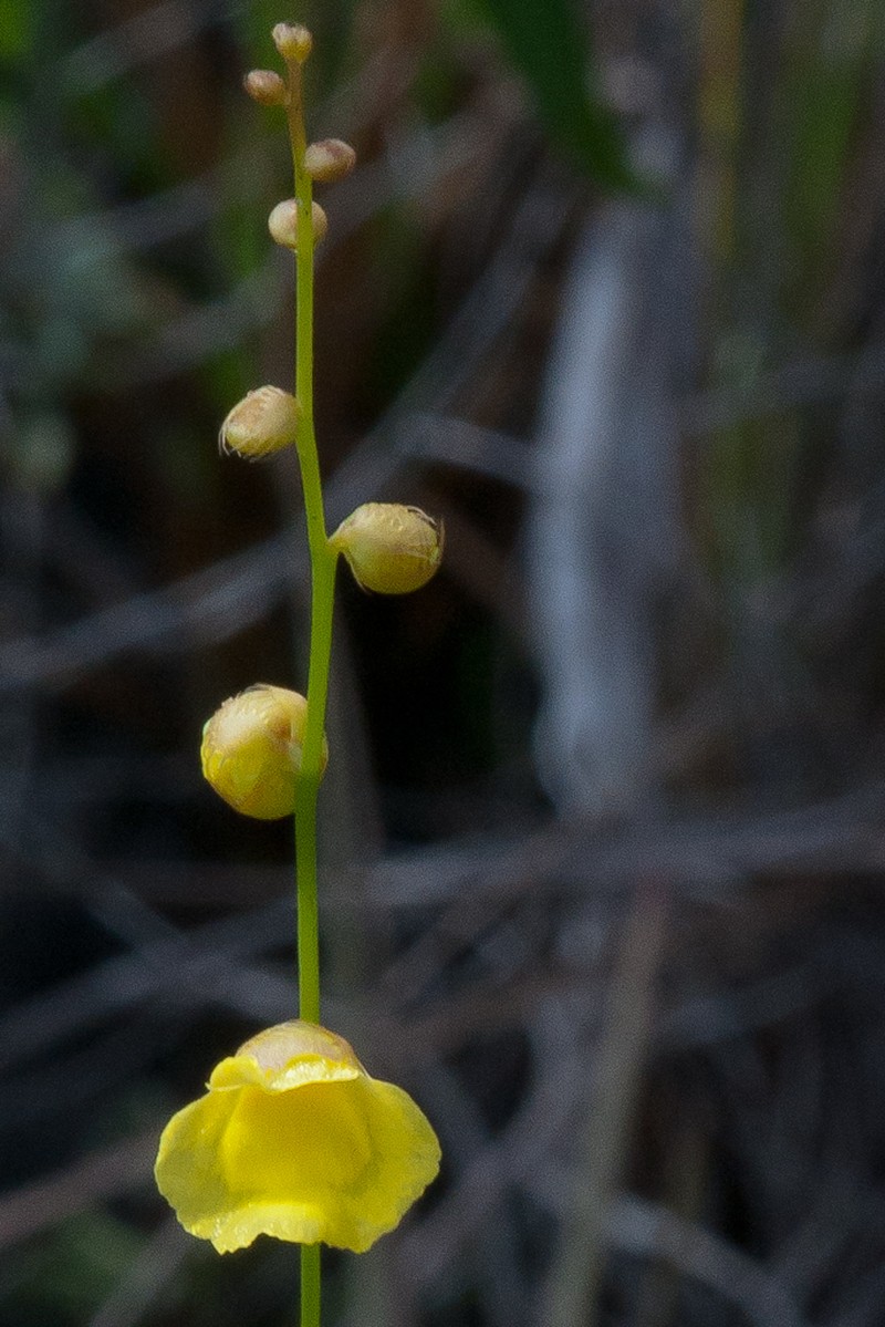 Utricularia longeciliata photo 2