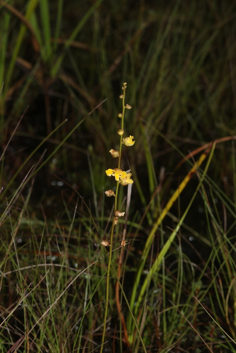 Utricularia longeciliata photo 3