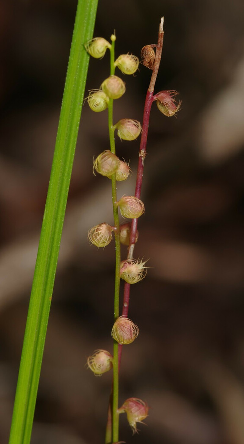Utricularia longeciliata photo 4