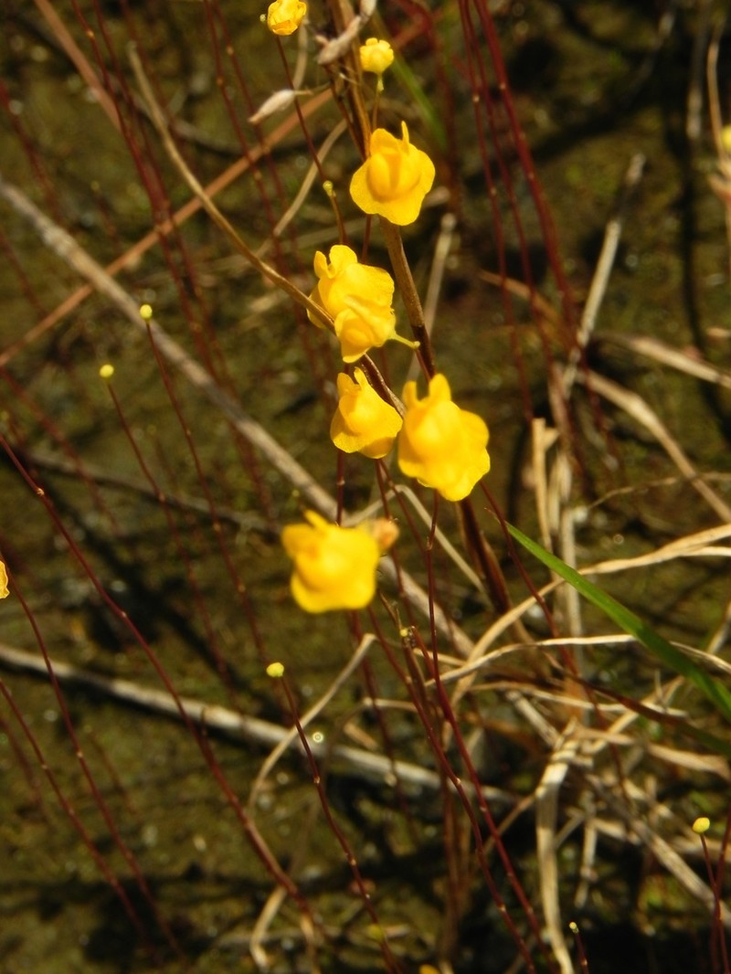 Utricularia longeciliata photo 5