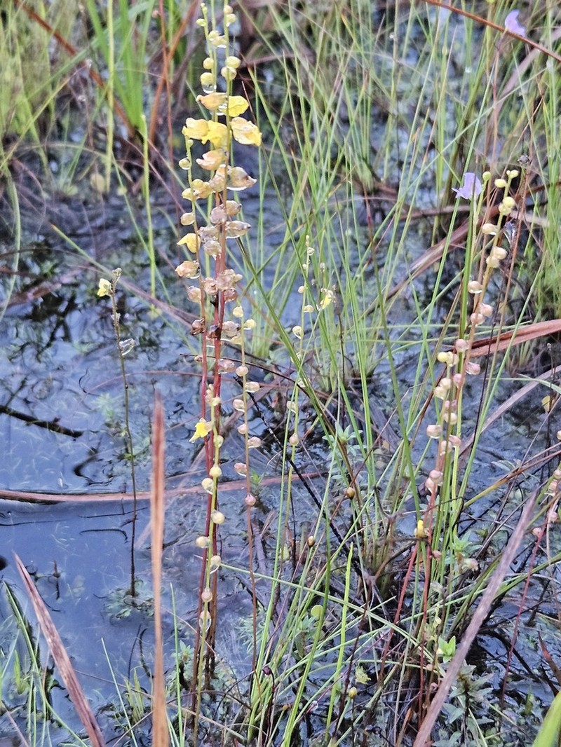 Utricularia longeciliata photo 6