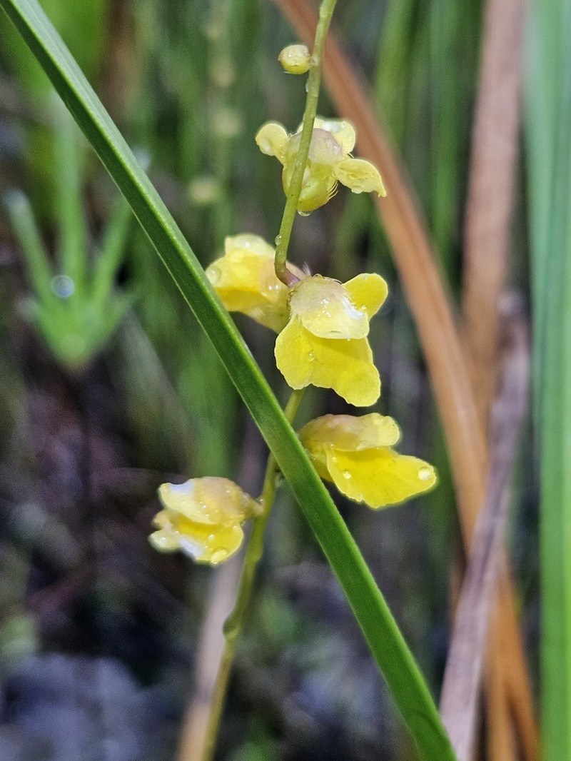 Utricularia longeciliata photo 7