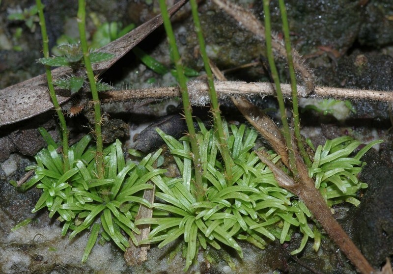 Utricularia longeciliata photo 8