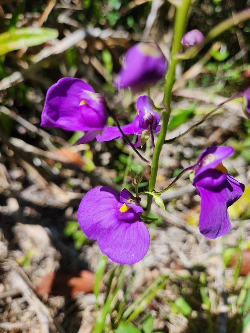 Utricularia longifolia
