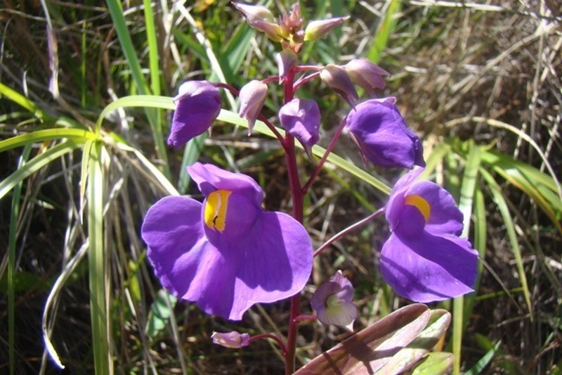 Utricularia longifolia photo 2