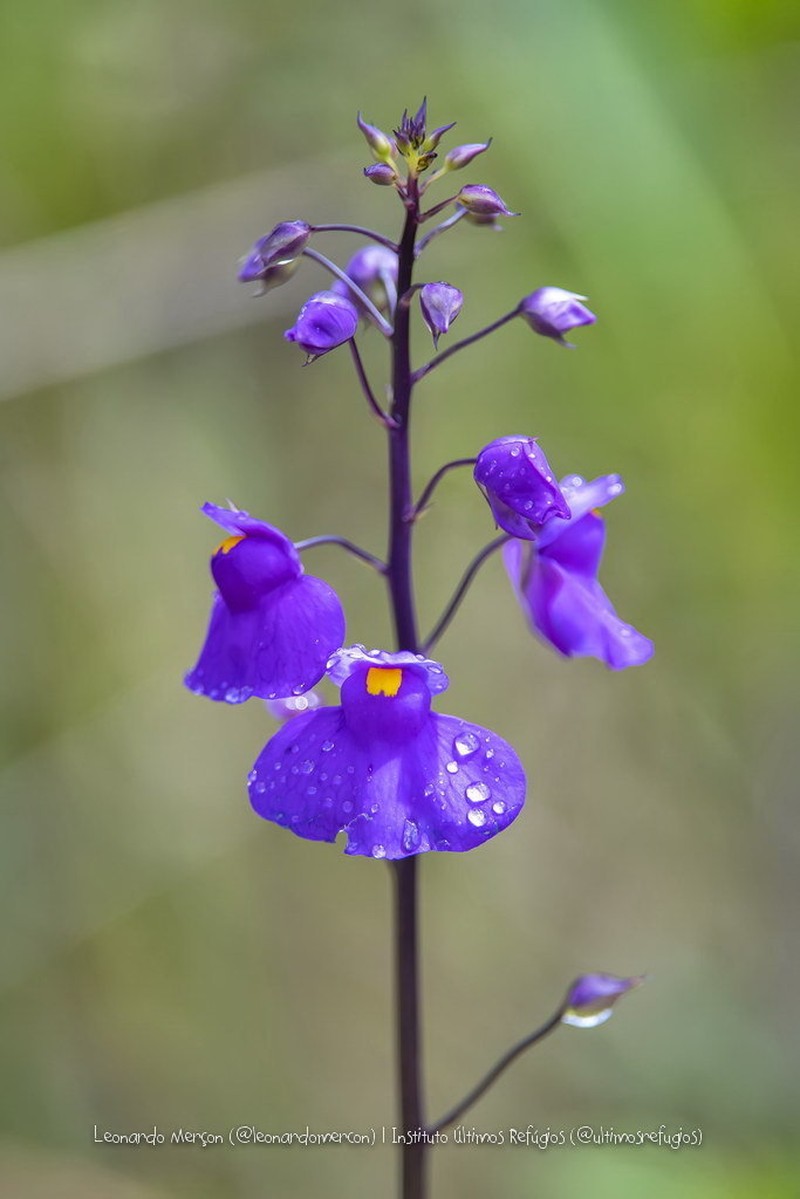 Utricularia longifolia photo 3