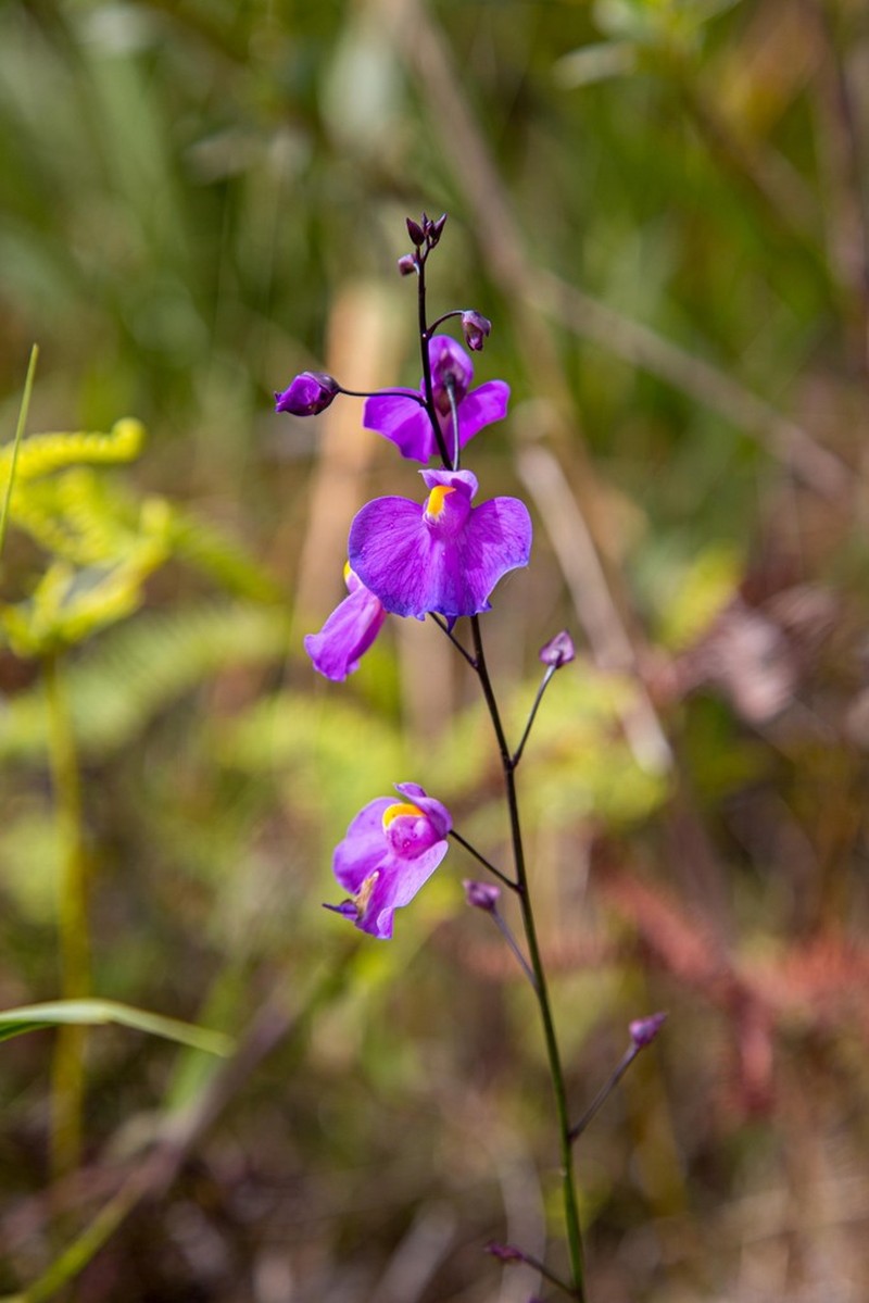 Utricularia longifolia photo 4