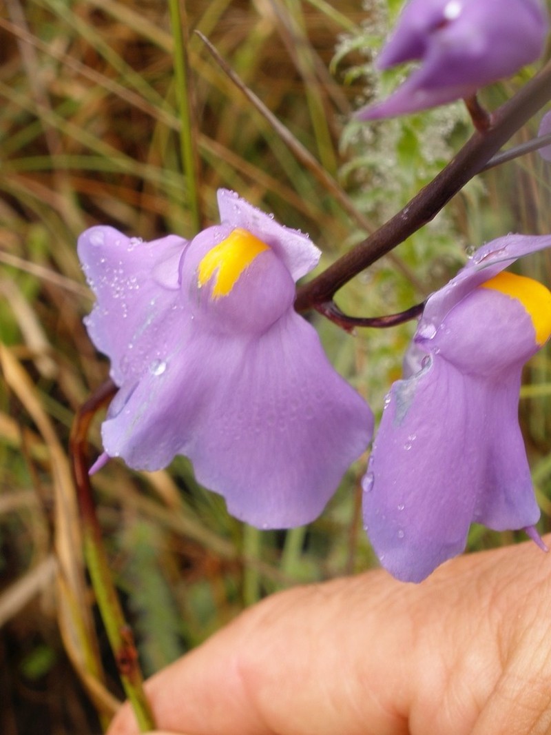 Utricularia longifolia photo 5