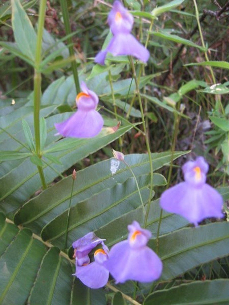 Utricularia longifolia photo 7