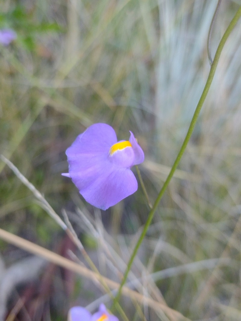 Utricularia longifolia photo 8