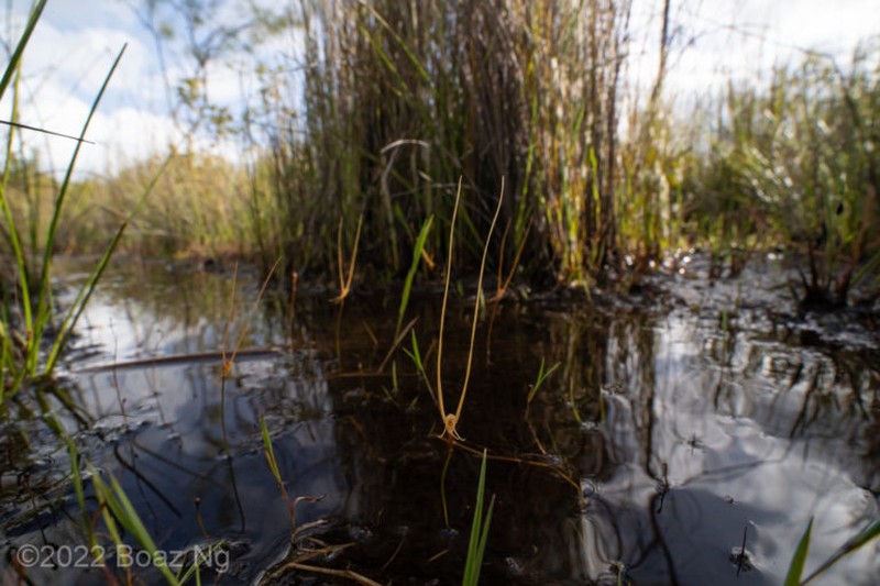 Utricularia lowriei