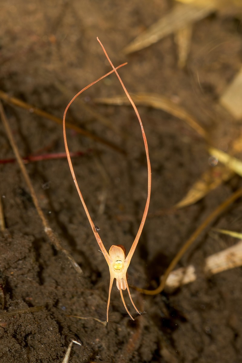 Utricularia lowriei photo 2
