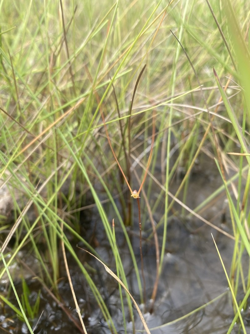 Utricularia lowriei photo 3