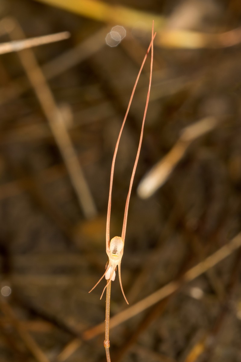 Utricularia lowriei photo 4