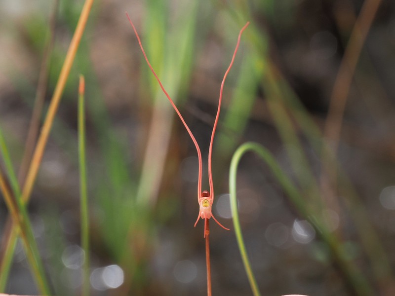 Utricularia lowriei photo 5