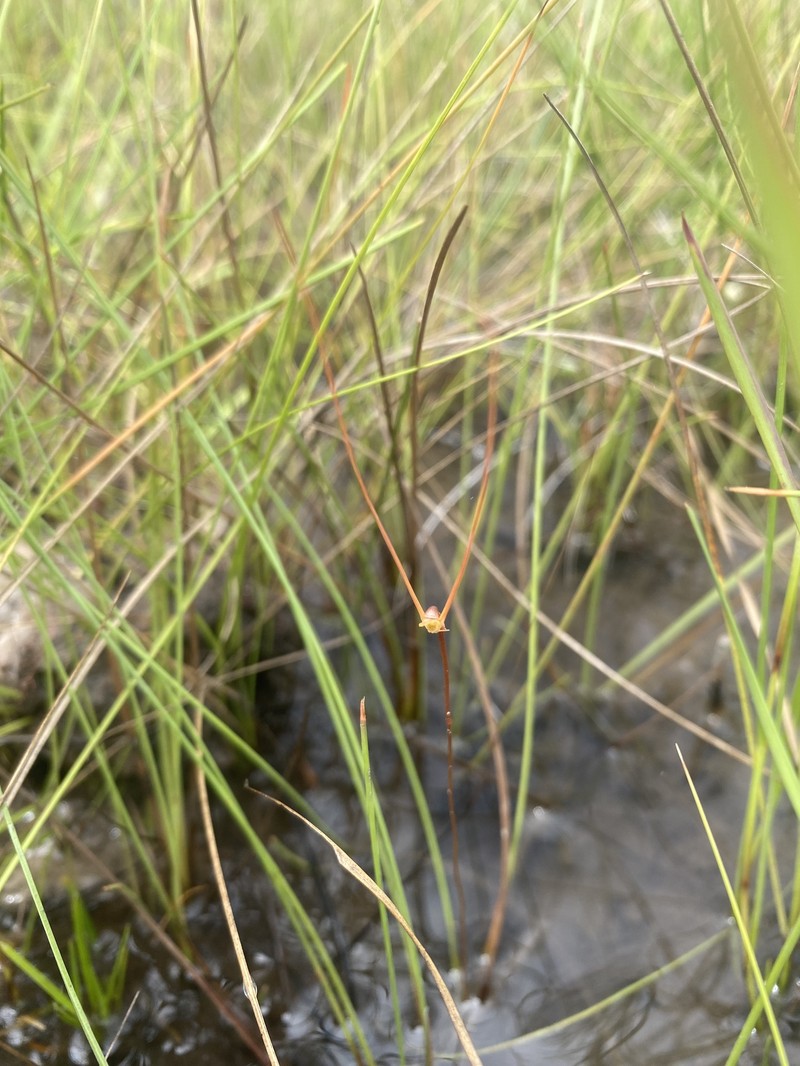 Utricularia lowriei photo 6