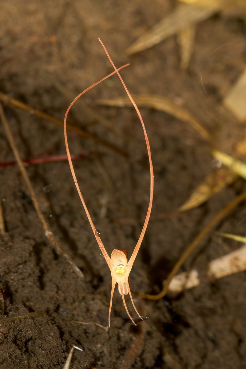 Utricularia lowriei photo 8